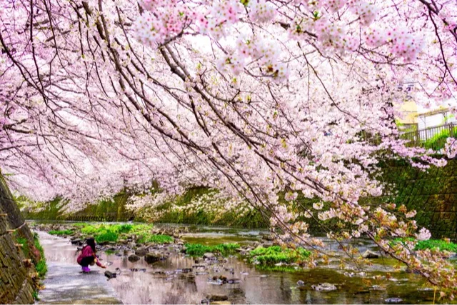 恩田川の桜・花見情報_2