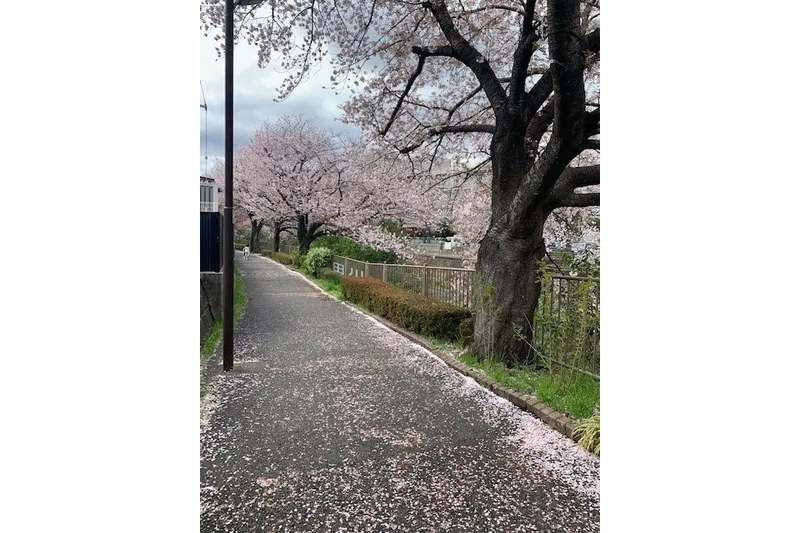恩田川の桜・花見情報_3