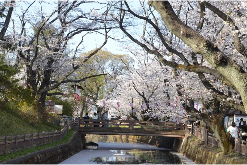 桜まつり（堀周辺）