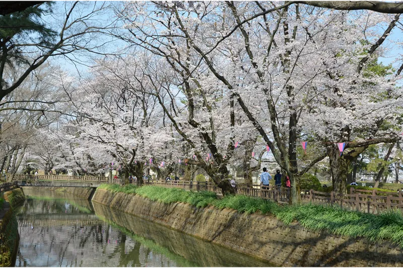 桜まつり（掘周辺➁）