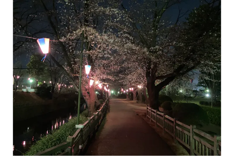 桜まつり（夜）