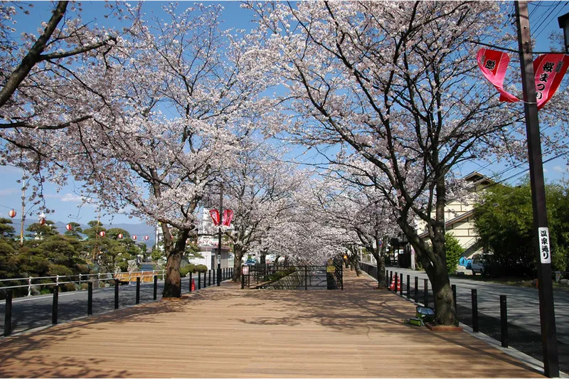 さくら温泉通りの桜・花見情報_1