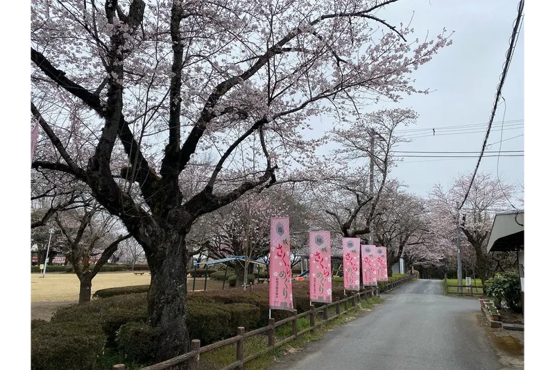 城跡歴史公園の桜・花見情報_2