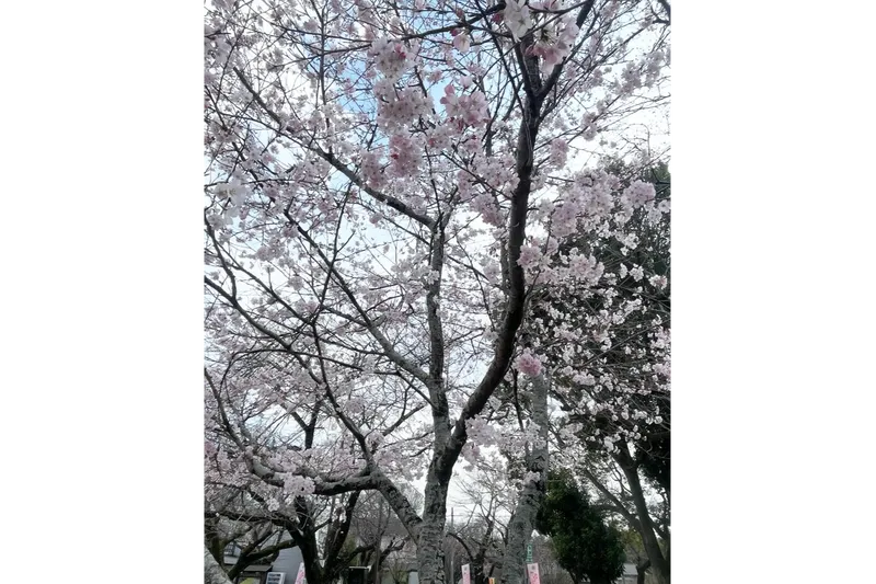 城跡歴史公園の桜・花見情報_3