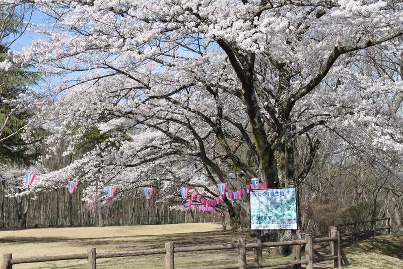黒磯公園の桜・花見情報_1
