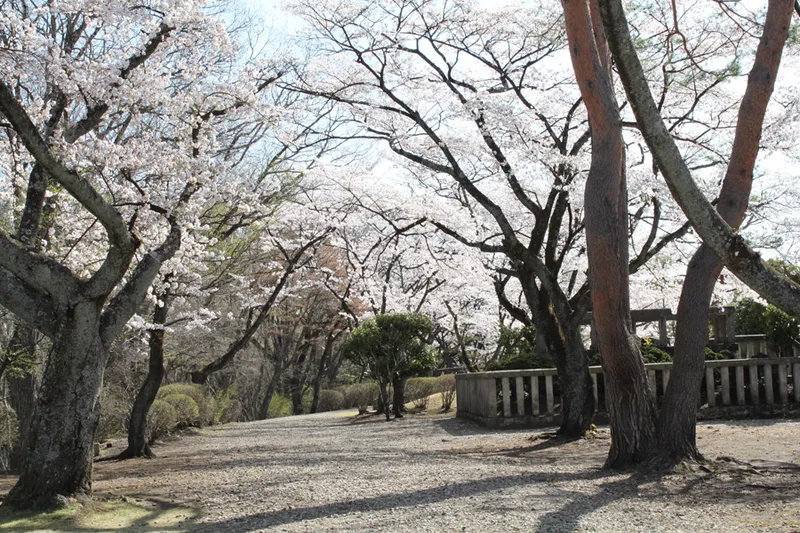 黒磯公園の桜・花見情報_2