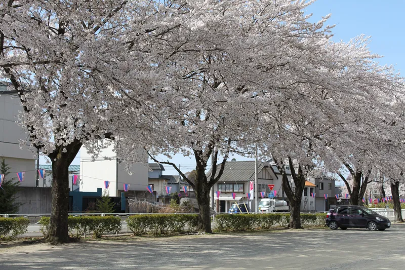 黒磯公園の桜・花見情報_3