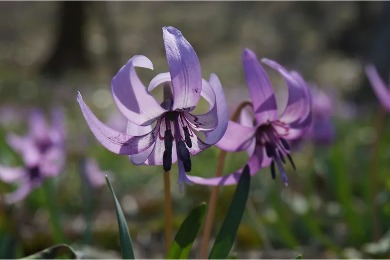 黒磯公園の桜・花見情報_4