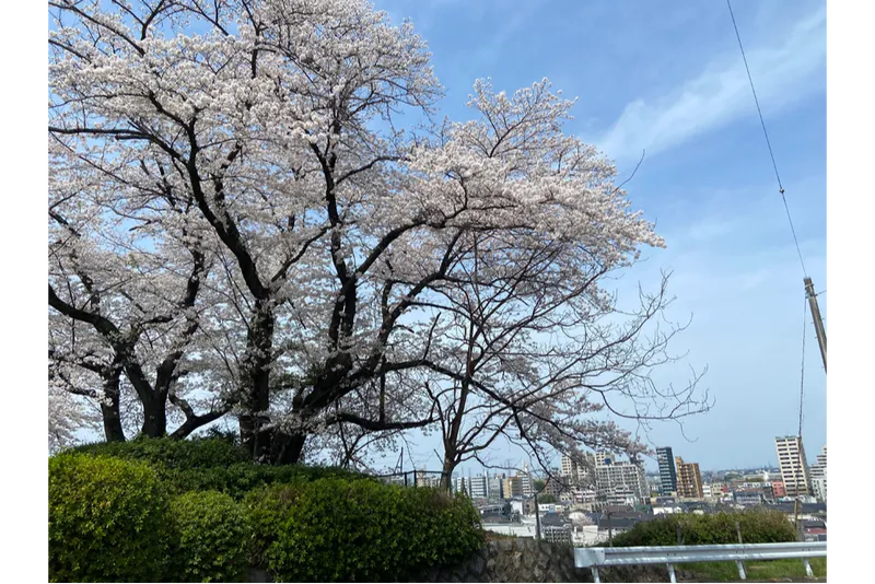 いろは坂桜公園_1