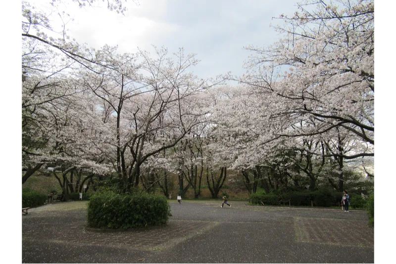 いろは坂桜公園_2