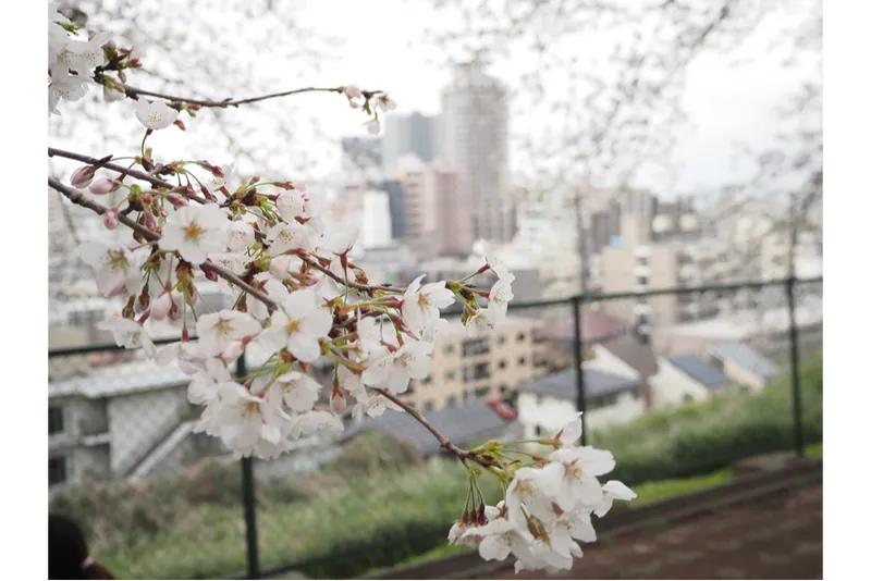 いろは坂桜公園_3