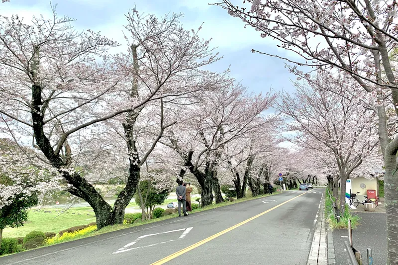狩野川さくら公園の桜・花見情報_1