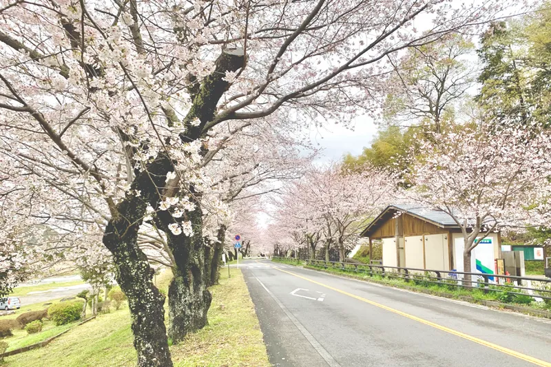 狩野川さくら公園の桜・花見情報_2