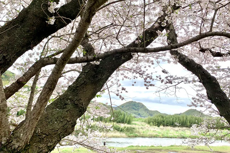 狩野川さくら公園の桜・花見情報_3