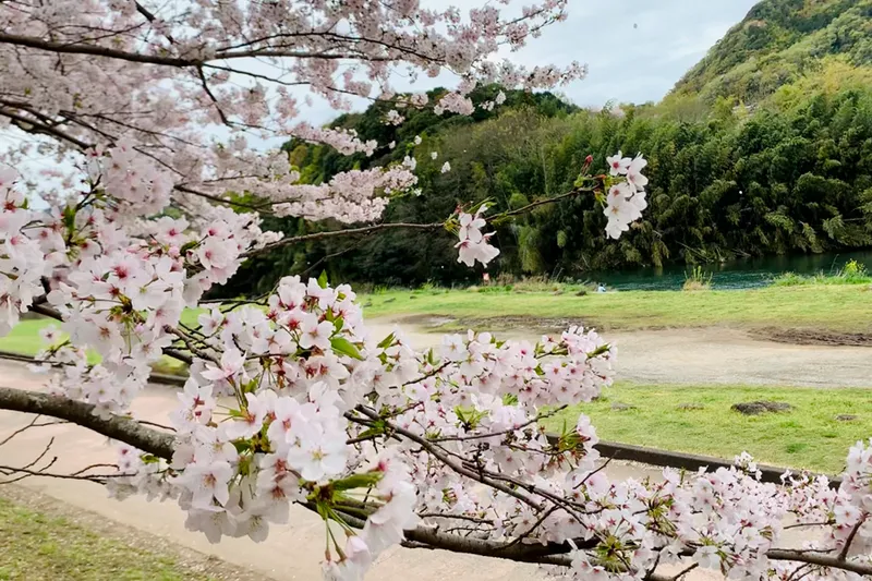 狩野川さくら公園の桜・花見情報_4