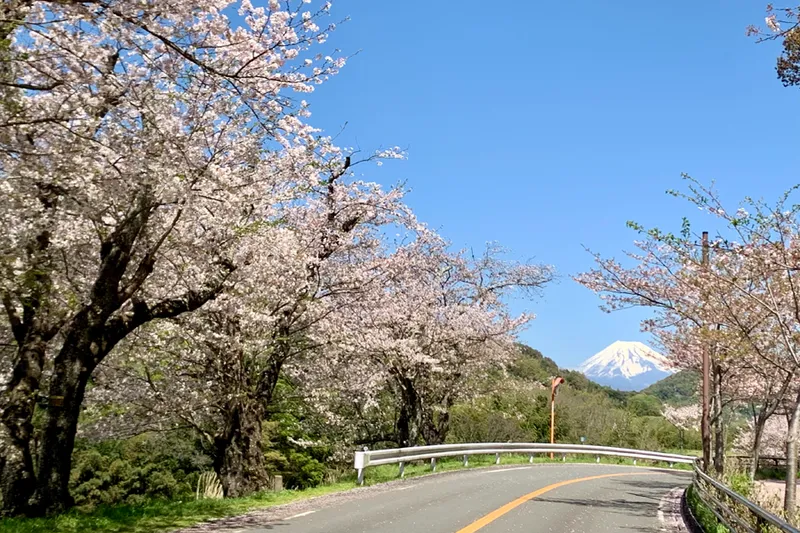 狩野川さくら公園の桜・花見情報_5