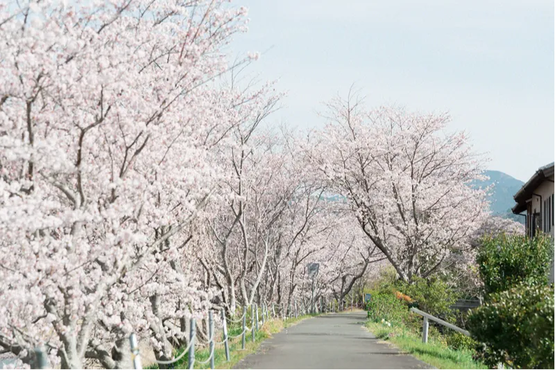 太田川桜堤の桜・花見情報_1
