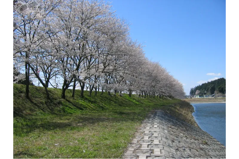 太田川桜堤の桜・花見情報_2