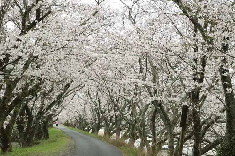 太田川桜堤の桜・花見情報_3