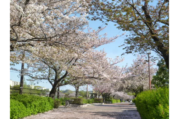 桜並木園路　桜のトンネルのようす
