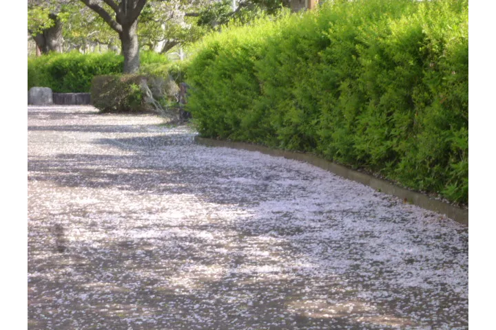 桜絨毯のようす