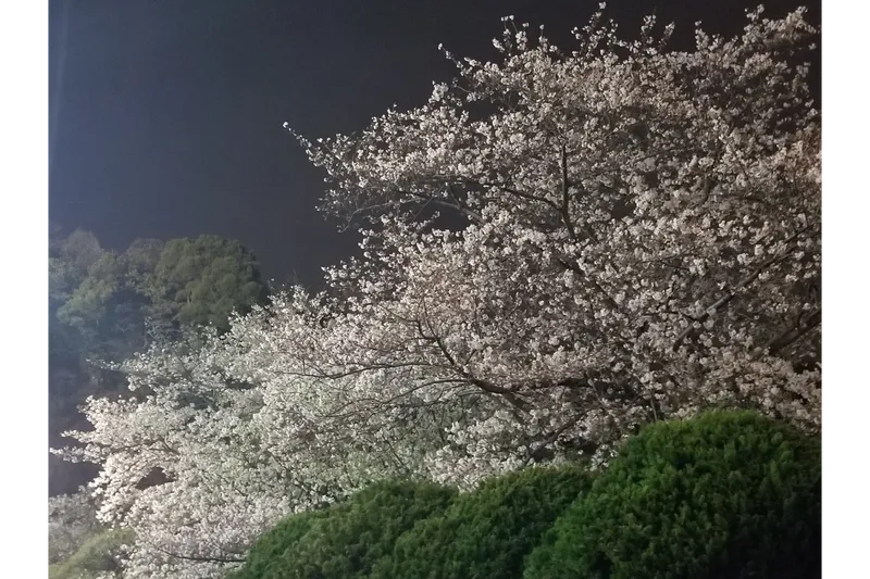 管理棟付近　夜桜のようす