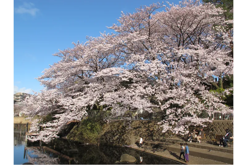 篠原池の水面に生えるソメイヨシノ