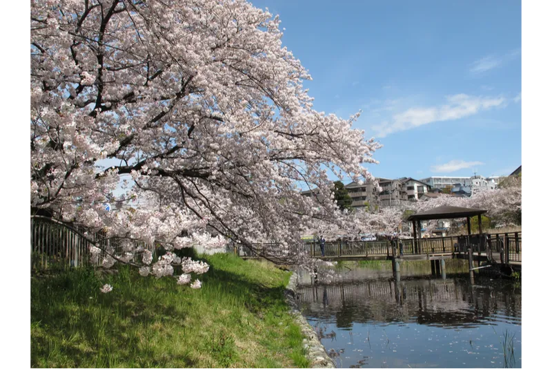 篠原池の水面に生えるソメイヨシノ