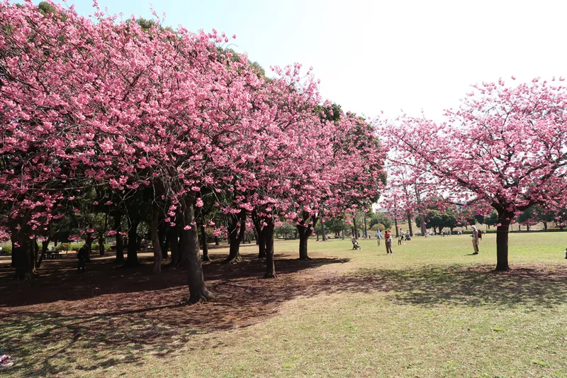 ひょうたん原っぱのヨコハマヒザクラ