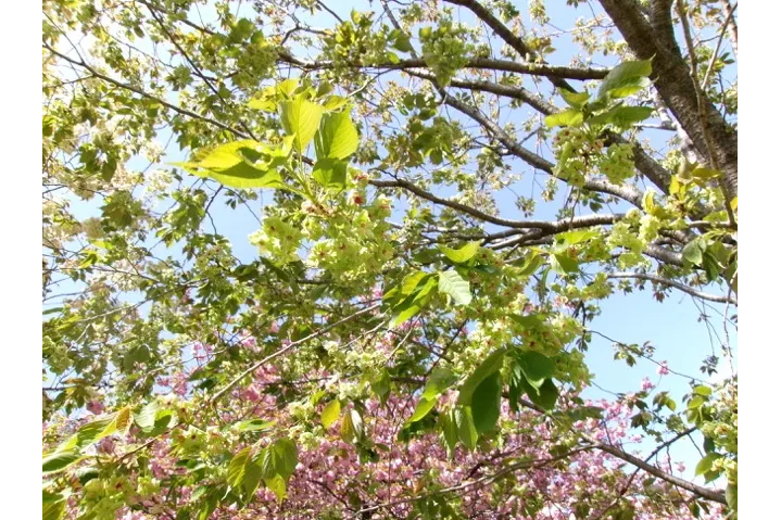 俣野別邸庭園_2