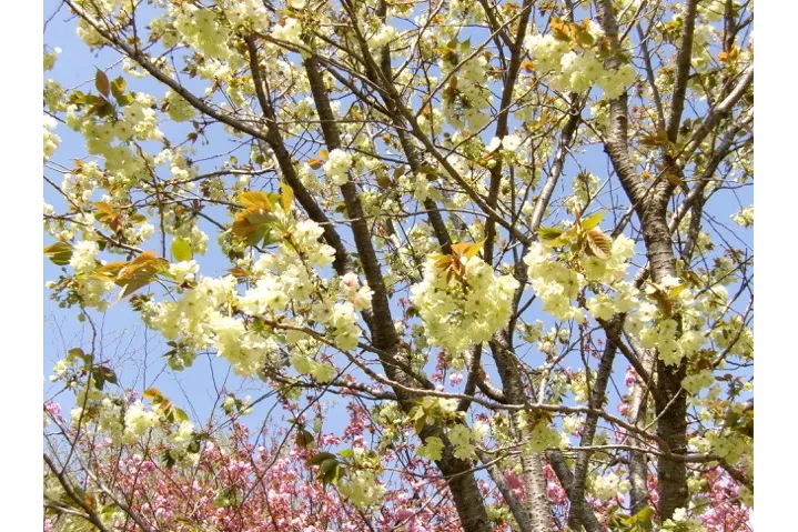 俣野別邸庭園_3