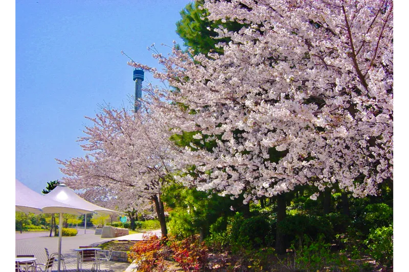 島内各所で桜を楽しめます。