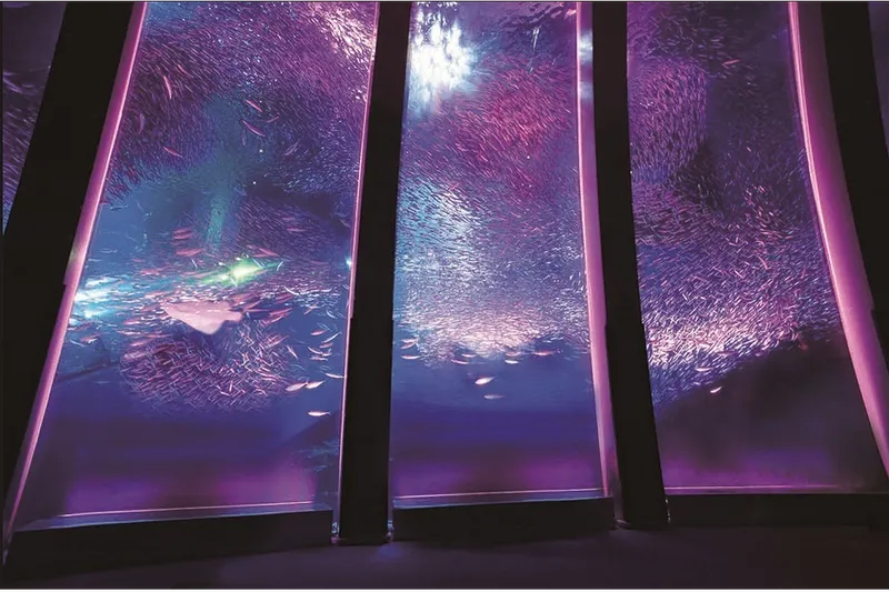 5万尾のイワシが魅せる海中桜「スーパーイワシイリュージョン 桜」