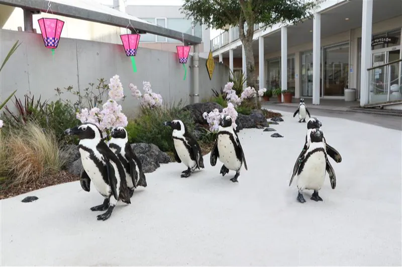 桜や色とりどりの花に彩られた道をペンギンがパレード