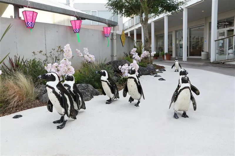 ケープペンギンのパレードも桜の装いで楽しめます。