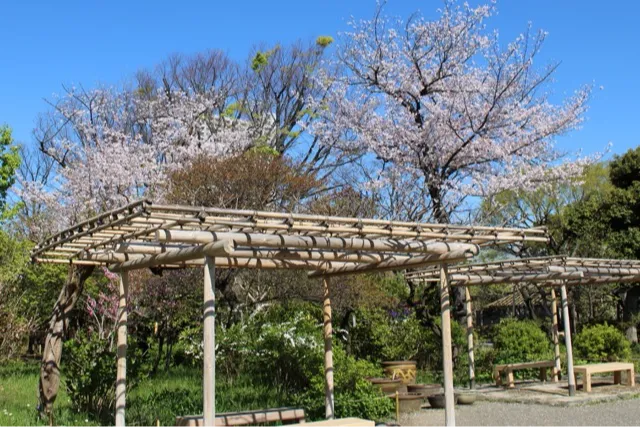 向島百花園の桜・花見情報_2