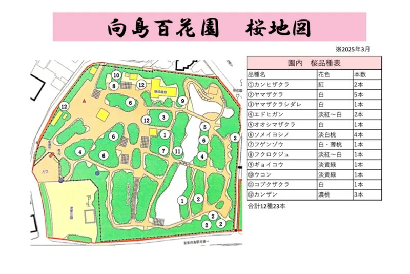 向島百花園の桜・花見情報_3