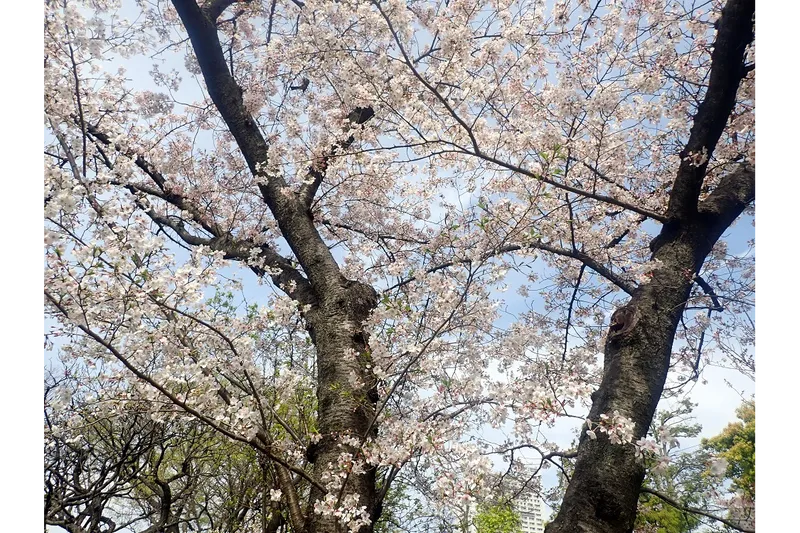 向島百花園