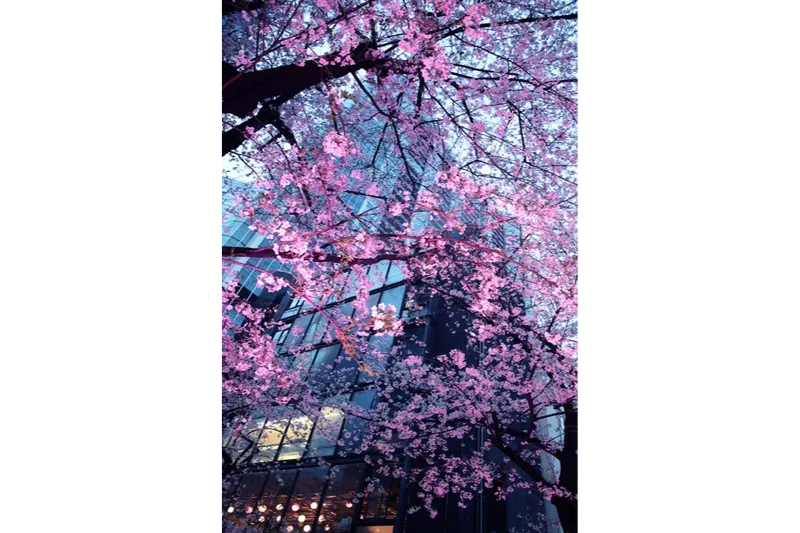 関東の夜桜＆ライトアップ情報2026