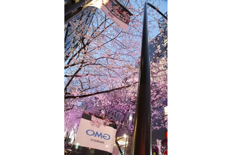 渋谷桜丘さくら坂_1