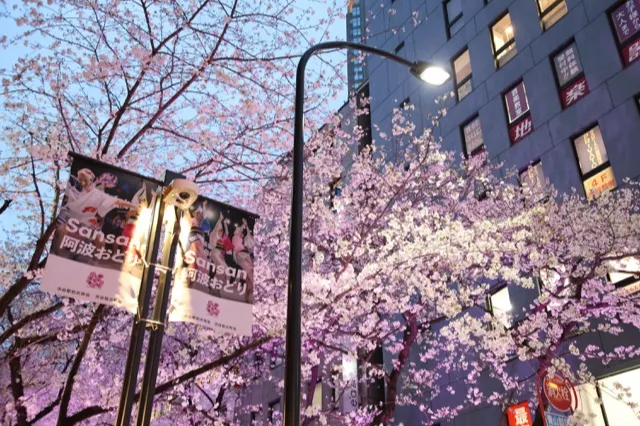 渋谷桜丘さくら坂_2