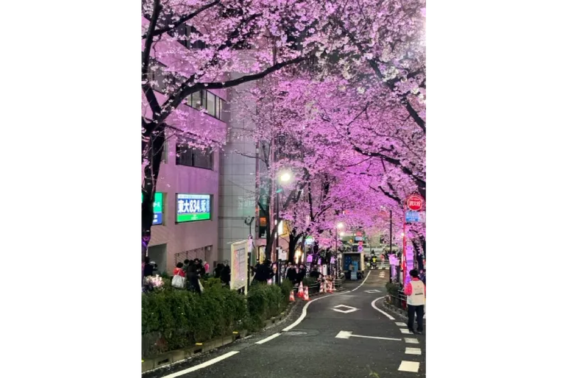渋谷桜丘さくら坂_4