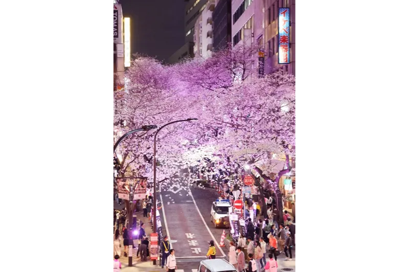 渋谷桜丘さくら坂_5