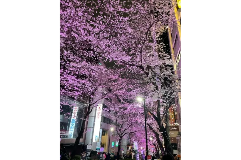 渋谷桜丘さくら坂_6