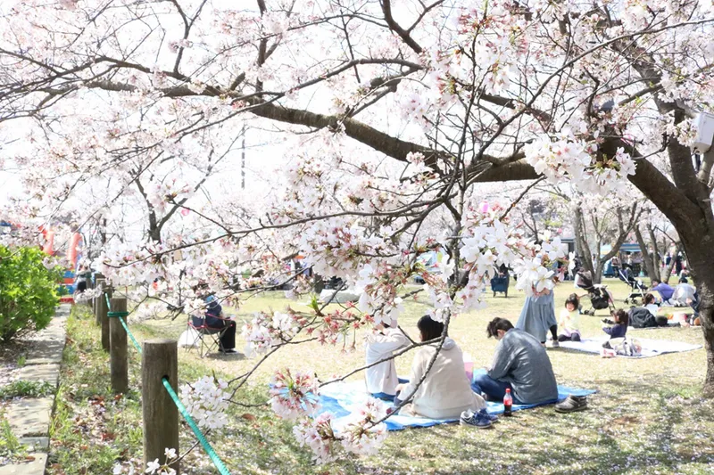 神之池緑地公園の桜・花見情報_1