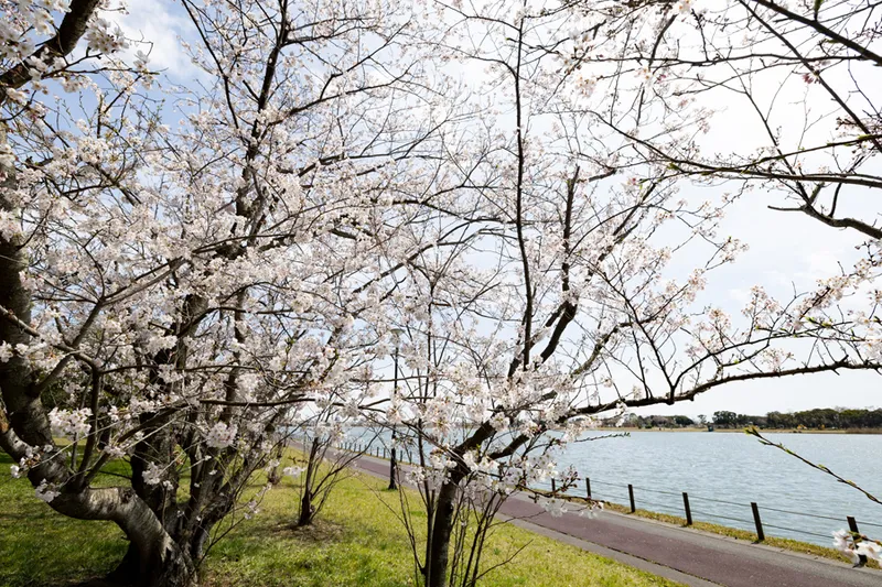 神之池緑地公園の桜・花見情報_2