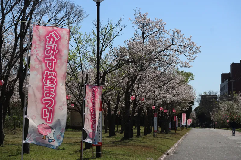 神之池緑地公園の桜・花見情報_3