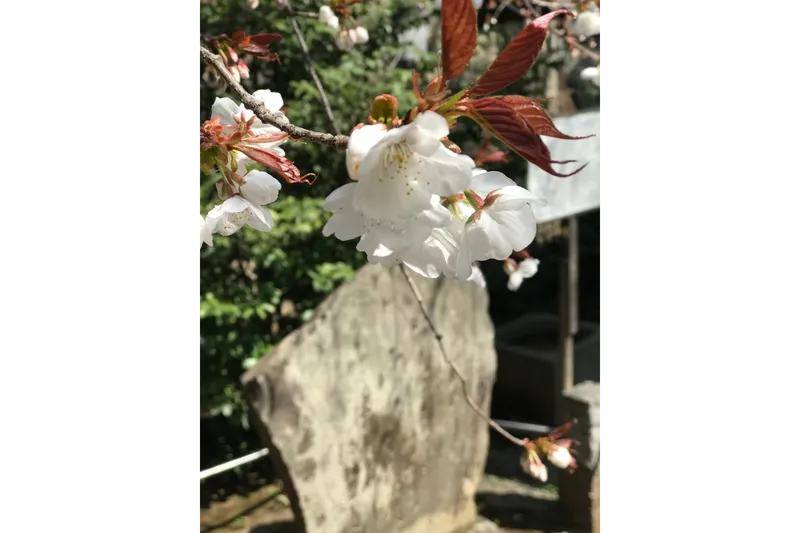川越熊野神社_2