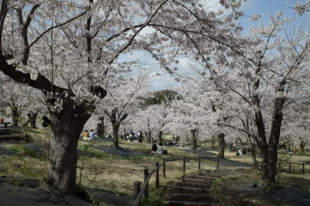 こども自然公園（大池公園）の桜・花見情報_1