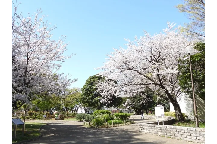 野毛山公園・野毛山動物園の桜・花見情報_1